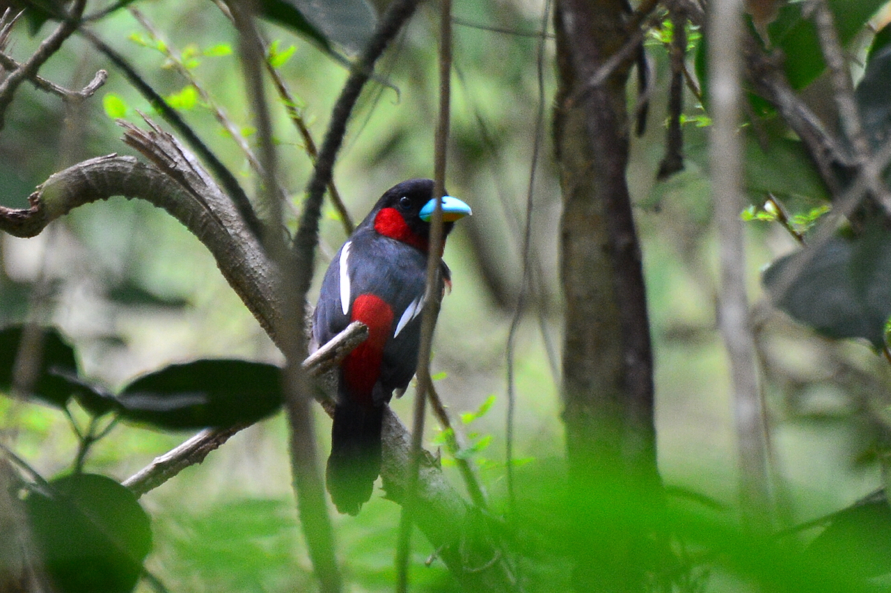 Cymbirhynchus macrorhynchos malaccensis